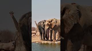 Elephants And Gemsbok At Safarihoek [upl. by Nyrehtac]