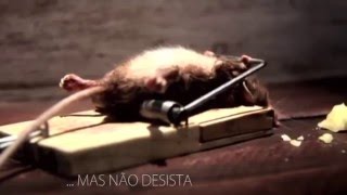 Motivação  Aprenda Resiliência com o Ratinho  engraçado [upl. by Anirdnaxela]