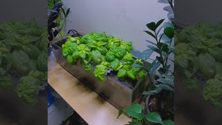 I turned my Fish Tank into a BASIL FARM INFINITE SOURCE [upl. by Porush]