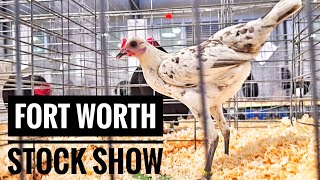 Los Bantams En El Fort Worth Stock Show Ep10 [upl. by Llennehc]