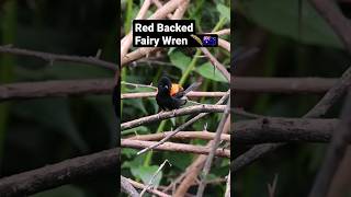 Red Backed Fairy Wren Bird 🪶animals birds shorts [upl. by Clay412]