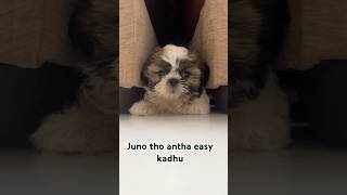 🐶Juno tho easy kadhu 😆 enduku ante korukuthundi🤣 [upl. by Rol111]