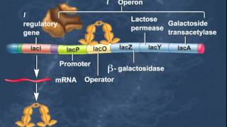 The Lac Operon Induction of Genes HD Animation [upl. by Neona]