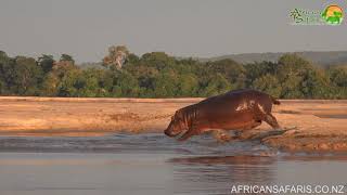 How fast can a hippo run [upl. by Afra]