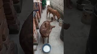 straydog street animalfeeding [upl. by Natsirc]