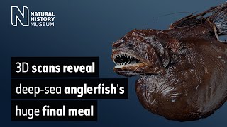 3D scans reveal deepsea anglerfishs huge final meal [upl. by Lettig]