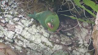 a pair of yellowwinged parakeets build their nest in a climbing moss [upl. by Eladnar]