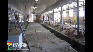 Cows coming into the barn  Organic Meadow Coop member Vice Family [upl. by Quintilla]