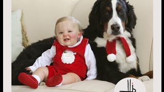 Bernese Mountain Dog and Baby Videos Compilation  Dog loves Baby Forever [upl. by Akilegna]