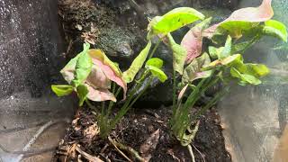 Mourning geckos basic care and hatchlings Lepidodactylus lugubris [upl. by Airlee681]