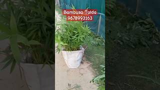 bambusa tulda farming in india Bamb plant available all over India wholesale Supplier bambusatulda [upl. by Fiora]