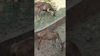 Caption this barasingha scenery inside the boundary [upl. by Idnat]