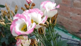 Lisianthus Eustoma [upl. by Files]