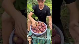 Harvesting figs in the garden sonasmr [upl. by Nnylyam]