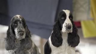 English Cocker Spaniel [upl. by Elocin645]