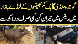 Today Gojra Maweshi Mandi  Buffalo Fresh Rates Update  Buffalo Mandi [upl. by Lougheed849]