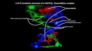 How anticancer drugs work – Molecular mechanism of action of doxorubicin or adriamycin [upl. by Cottle]