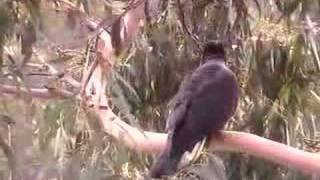 Wild YellowTailed Black Cockatoos [upl. by Pugh]