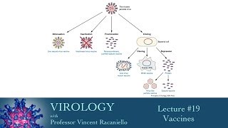 Virology 2014 lecture 19  Vaccines [upl. by Udell]