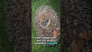 Erizos Europeos Erinaceus europaeus🦔 [upl. by Sofer]