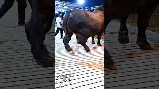 Mighty 1200 kg bull returns to the barn after a display session [upl. by Wirth]