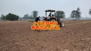 小麦怎样种好，看看农谚怎么说 [upl. by Aiem]