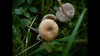 Entoloma noordeloosii [upl. by Ande]