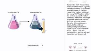 Meselson and Stahl experiment animation [upl. by Vershen]