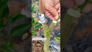 Grafting process gardening plants diy shortsviral agriculture tree greenscreen shots [upl. by Chloette37]