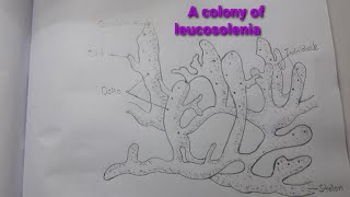 A Colony of leucosolenia biology diagram very easy way [upl. by Pincas]