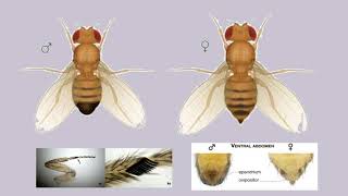 POLYTENE CHROMOSOME FROM DROSOPHILA LARVA PRACTICAL [upl. by Till]