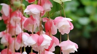 Beautiful weeping begonia flowers amazing nice bestvideo 😱😱🌺🌺🌿 [upl. by Hoffmann]