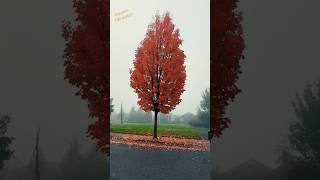 🍁Fall seasonTrees colour changes to 😍bothellfallseason autumnUSA trees shorts ytshortsknr [upl. by Darom858]