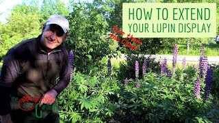 How to Extend Your Beautiful Lupin Display [upl. by Gabriela]