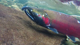 Facts Coho Salmon [upl. by Ronoel]