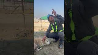 japanese dog lover foryou vlog Japan doglover [upl. by Retsel]