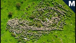 A Drone Captures Mesmerizing Footage of Sheep Migrating  Mashable [upl. by Chavey]