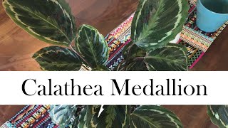 Calathea Medallion Addys Tips for Beginners [upl. by Ardnaeed]