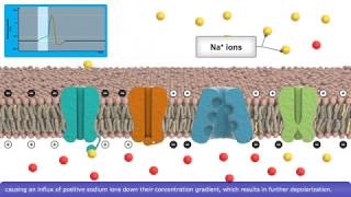 Detailed Animation on Action Potential [upl. by Maharg]