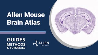 Allen Mouse Brain Atlas  Tutorial [upl. by Elinet]