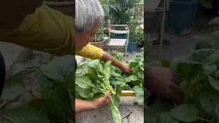 Harvest Chinese broccoli broccoli bokchoy rurallife harvest gardening garden vegetables [upl. by Garner]