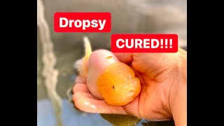 How to Treat  Cure Dropsy  Successful method to treat dropsy in goldfish [upl. by Relyhs634]