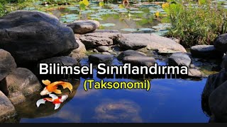 Bilimsel Sınıflandırma Taksonomi Nedir [upl. by Spillihp]