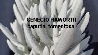 Крестовник хаворта SENECIO HAWORTHII [upl. by Helge]