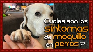 Moquillo en perros ¡No te pierdas esta guía completa para identificar los síntomas y actuar [upl. by Venita]