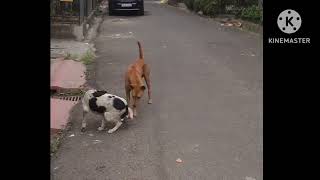 Our everfriendly Hoppa gets in trouble for coming on too strong streetdogs socialization dog [upl. by Noeruat403]