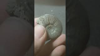 Pyrite Ammonite [upl. by Noach]