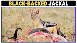 BlackBacked Jackal The Clever Survivor of the Wild [upl. by Llemaj]