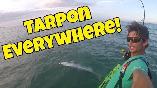 Tarpon Everywhere  Epic Paddleboard Fishing [upl. by Knick]