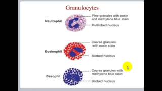 Blood Physiology  White Blood Cells [upl. by Dlarrej]